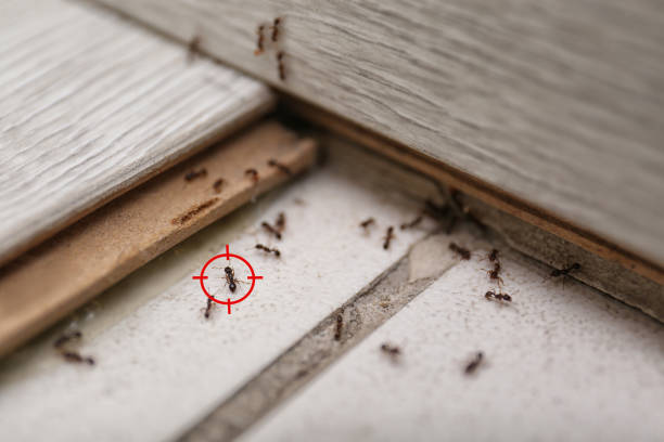 Pest Prevention Services in Terrace Park, OH