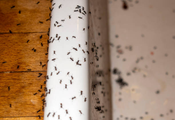 Wildlife Control Services in Terrace Park, OH